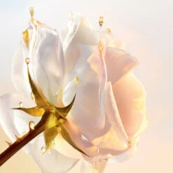 Dior Prestige - 150ml -Magasin De Soins De Maquillage De Mode 29357471 S3