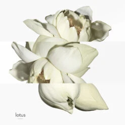 Hermès Un Jardin Sur Le Nil - 30ml -Magasin De Soins De Maquillage De Mode 47114X04 S3