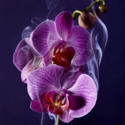 Lancome La Nuit Trésor - 30ml -Magasin De Soins De Maquillage De Mode 53313X11 S2