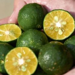 Shiseido Waso - 50ml -Magasin De Soins De Maquillage De Mode 8555739B S3